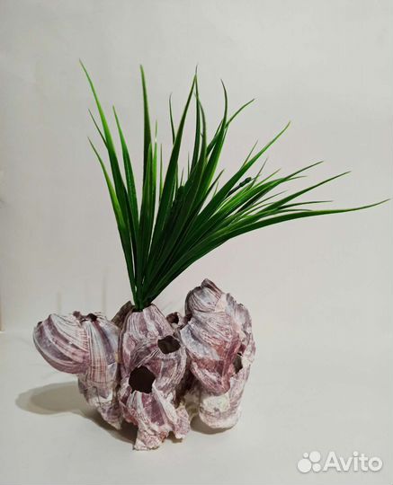 Кораллы Балянусы