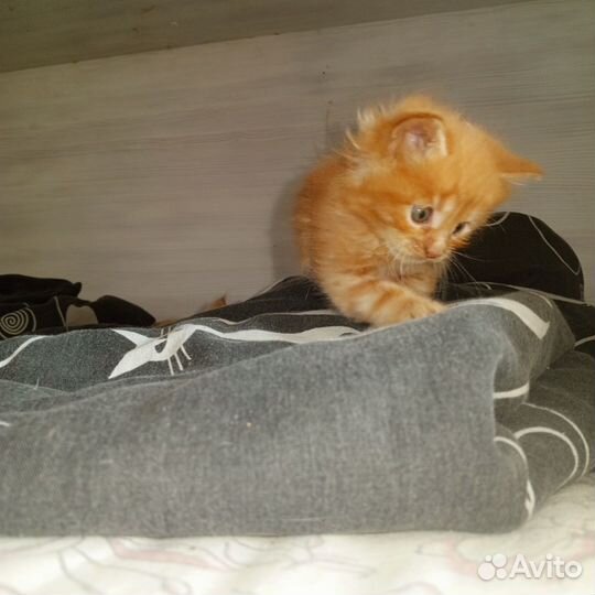 Котята мейн-кун