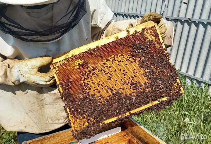 Пчело пакеты