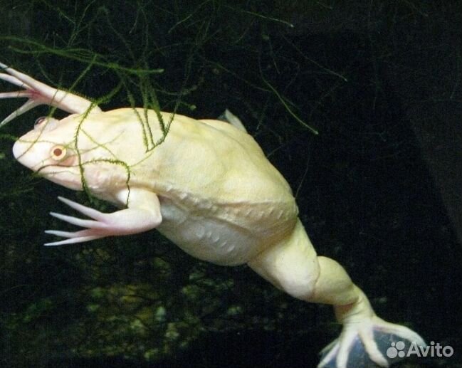 Шпорцевая лягушка