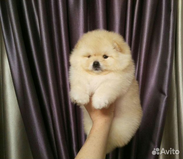 Щенки шпица