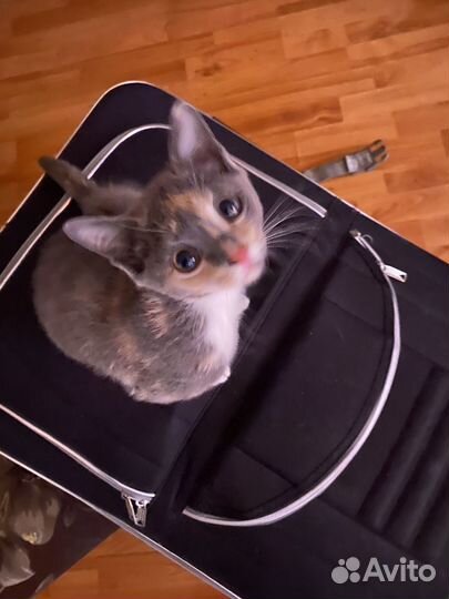 Веселый котенок девочка