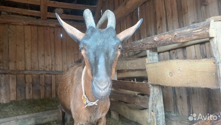 Коза дойная альпийская