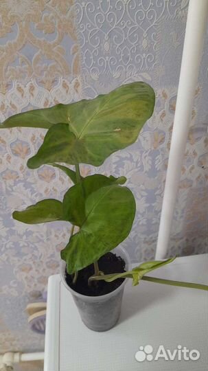 Домашние цветы