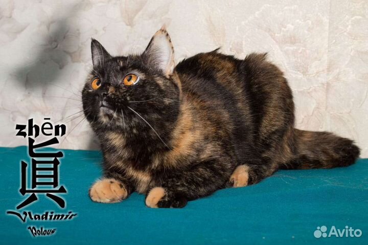 Детки разных возрастов ждут свою семью