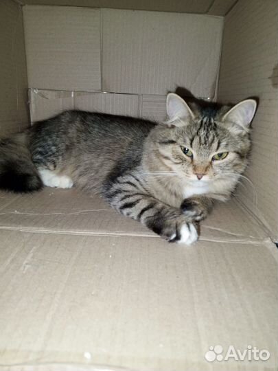 Кошечку в добрые руки