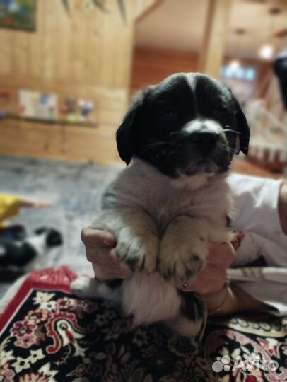 Щенки спаниеля