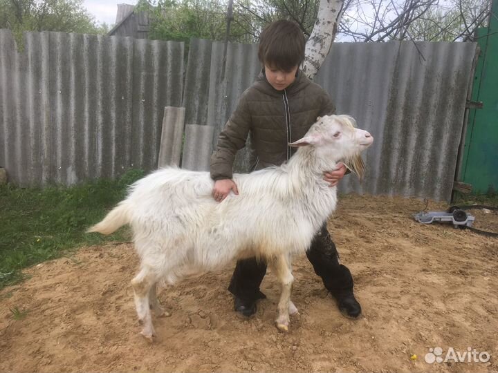 Козы и козлята на племя