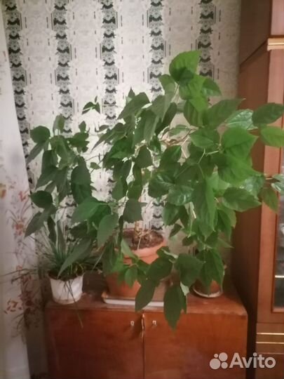 Китайская роза