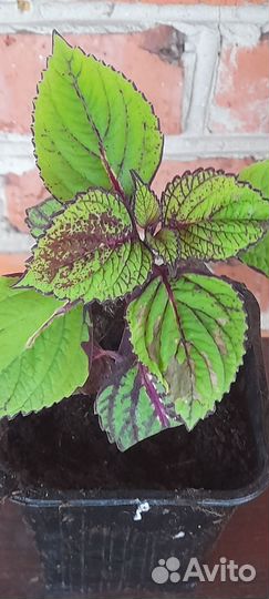 Колеусы вегетативные