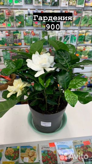 Комнатные растения