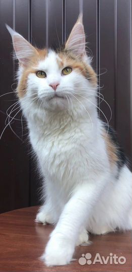 Кошки мейн-кун