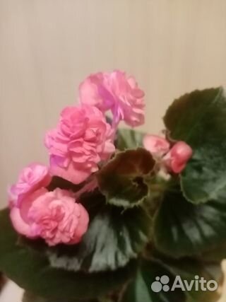 Бегонии часть 2. Эписции