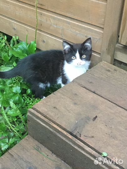 Котенок кошечка черно-белая в добрые руки в дар