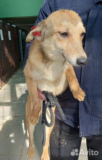 Забери меня из приюта