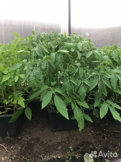 Рассада помидор