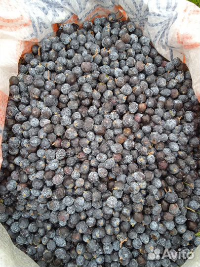 Ягода можжевельника синего