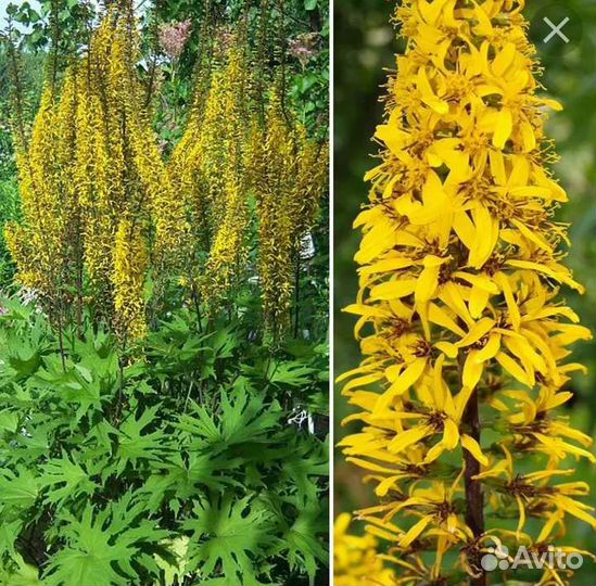 Бадан розовый, примулы,Бузульник