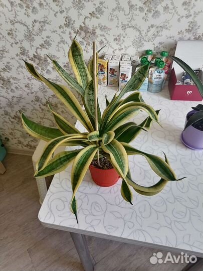 Сансевиерия Twister Sister