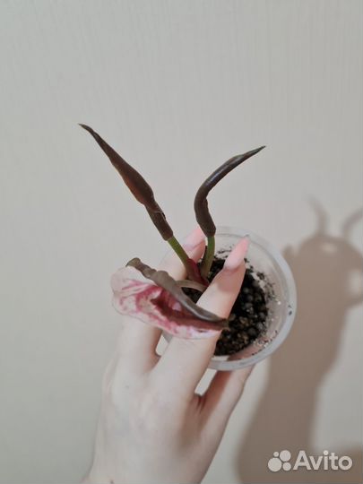 Сингониум клубничный лед