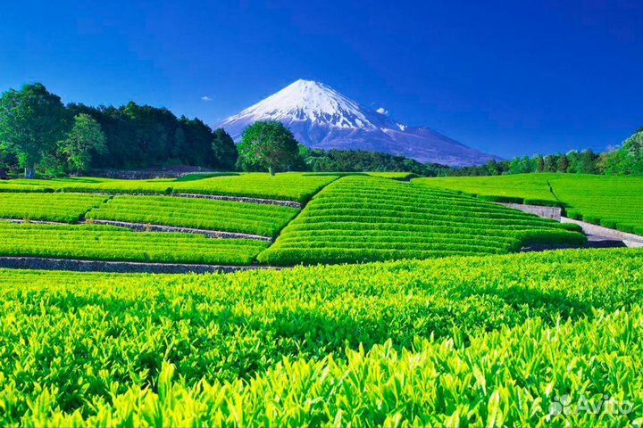 Улун Женьшень – Мощный Чай Афродизиак 50гр