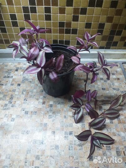 Традесканции трехцветные