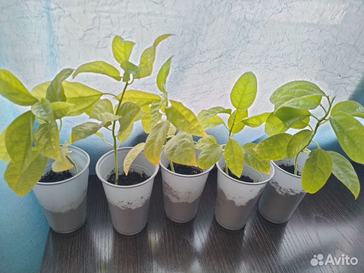 Саженцы маракуйи