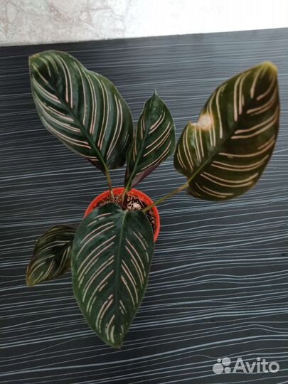 Калатея сандериана