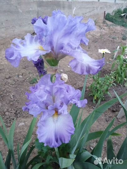 Ирисы сортовые