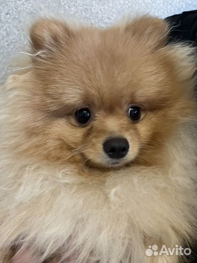 Щенки шпица