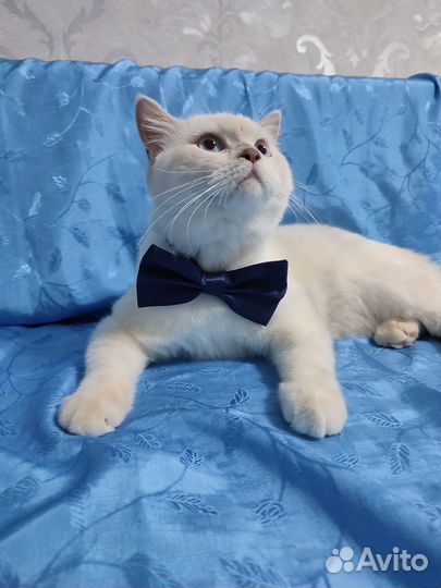 Шотландский кот на вязку