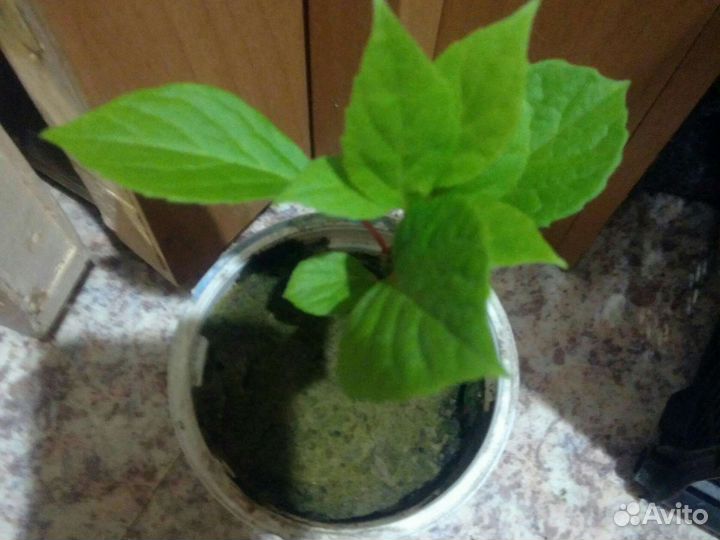 Саженцы и семена лимонника китайского