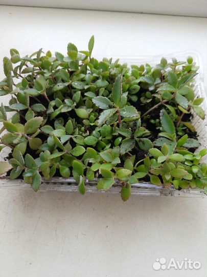 Сансевиерия хани, хлорофитум бони, зебрина