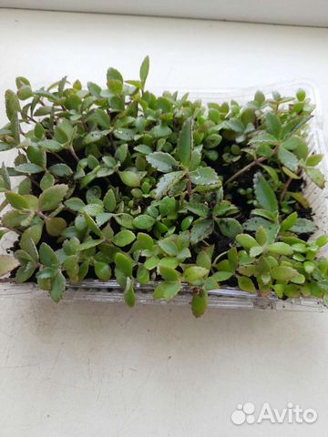 Сансевиерия хани, хлорофитум бони, зебрина