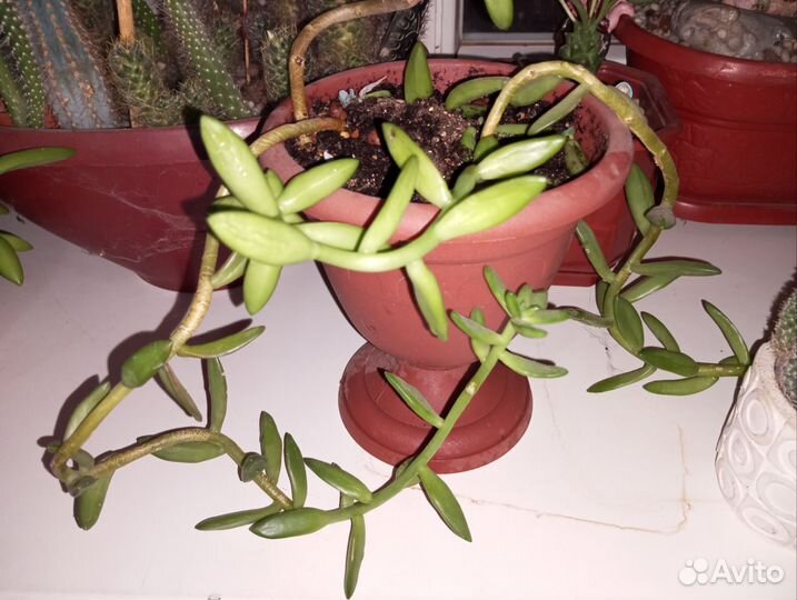 Седум Нуссбаумера