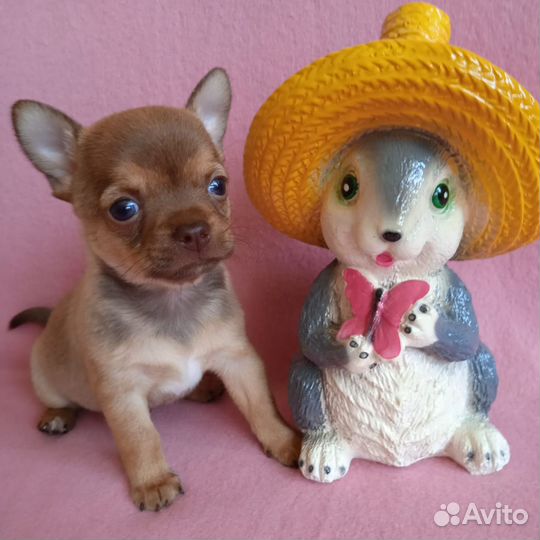 Щенки чихуахуа мальчики