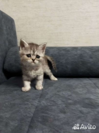 Шотландские котята в добрые руки