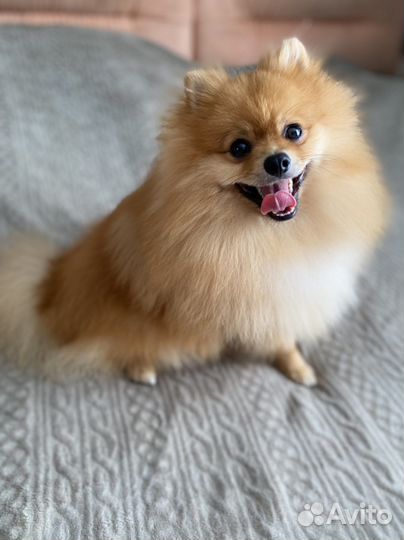 Немецкий Малый Шпиц на вязку