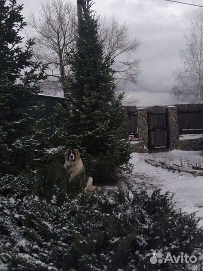 Кавказец ищет невесту