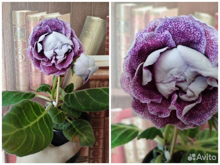 Глоксиния махровая