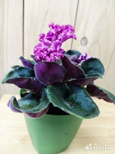 Фиалка Дарья