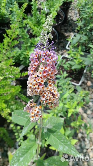 Хвойные и декоративные растения