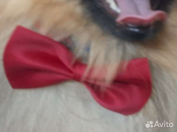 Бабочка для собак