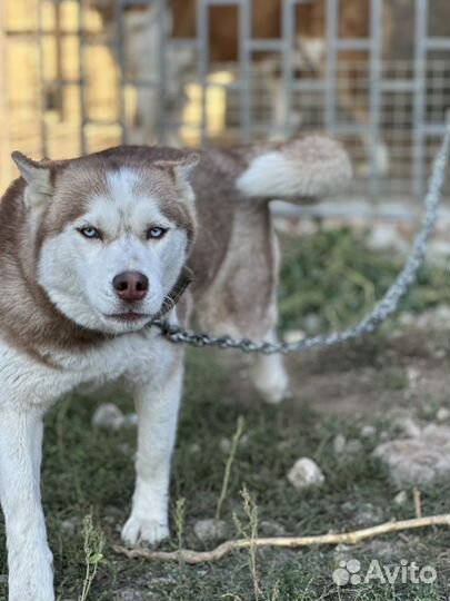 Собака в добрые руки Хаски
