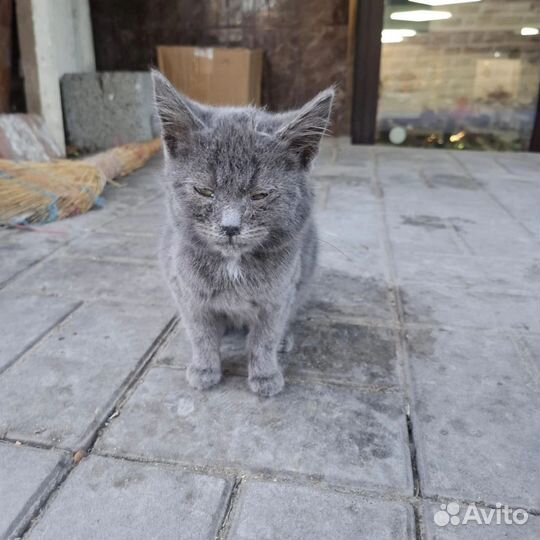 Котенок от рус. голубой кошки 1,5 мес дев.на улице