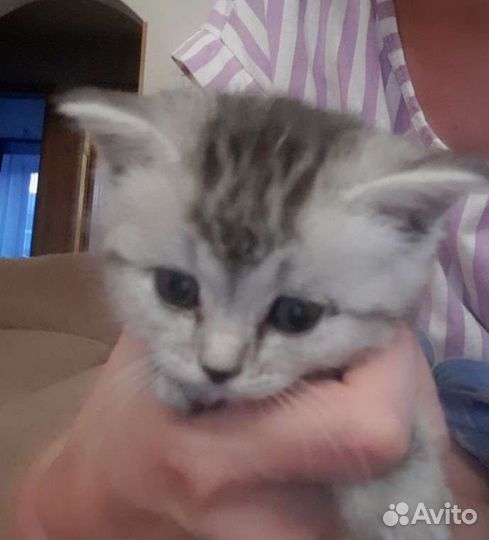 Британская кошка бесплатно