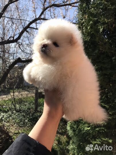 Шпиц щенки голубоглазые