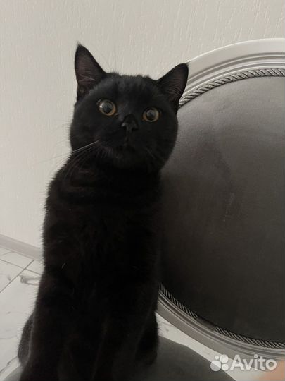 Коты для вязки