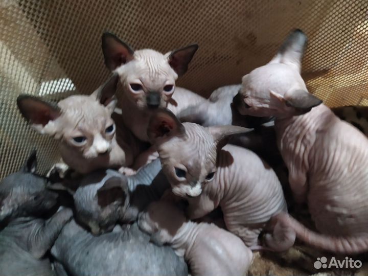 Котята сфинкс