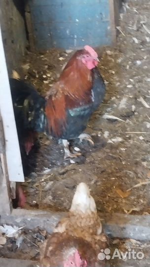 Куры несушки